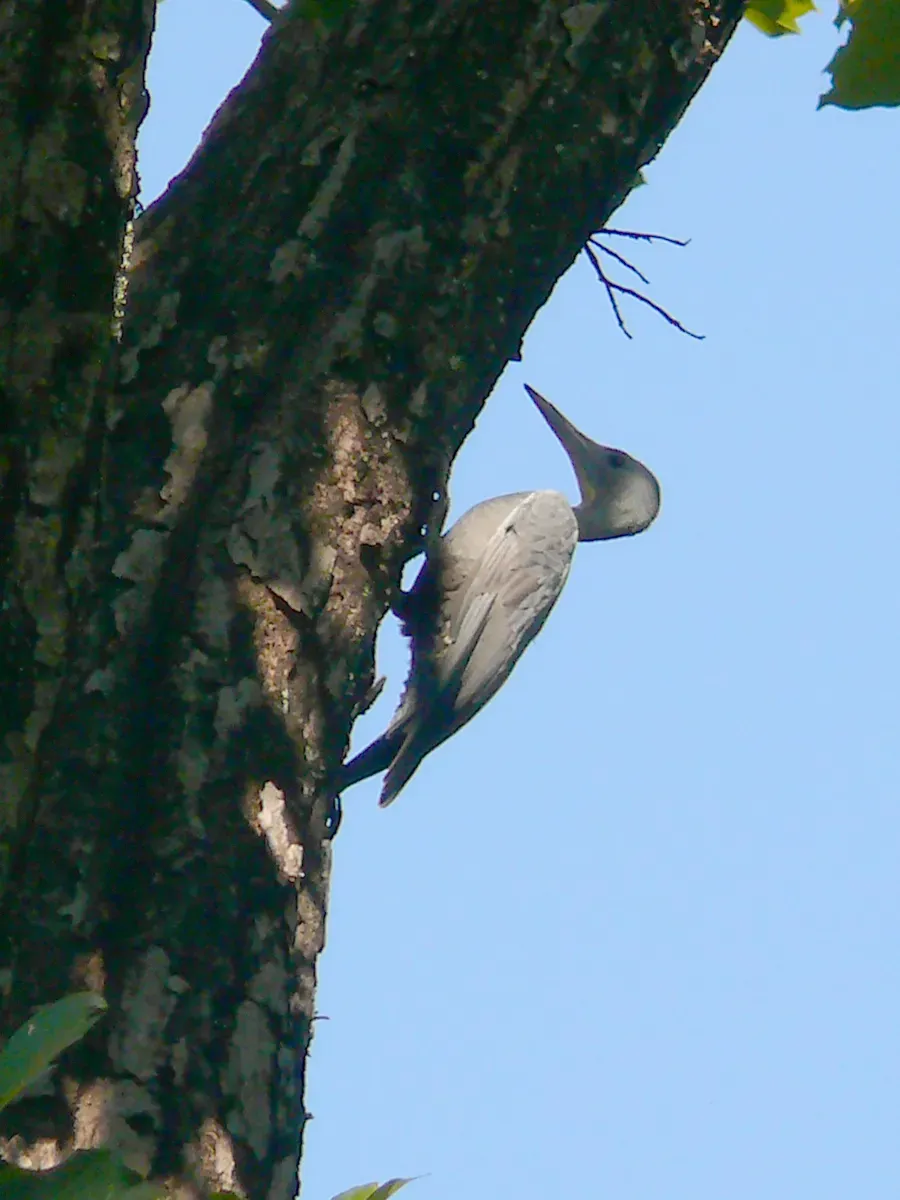 File:Great Slaty Woodpecker - Mulleripicus pulverulentus Great slaty woodpecker.jpg