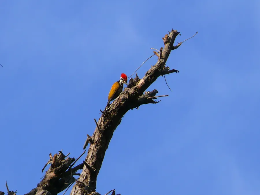 File:Himalayan Goldenback - Dinopium shorii Mar07 141.jpg