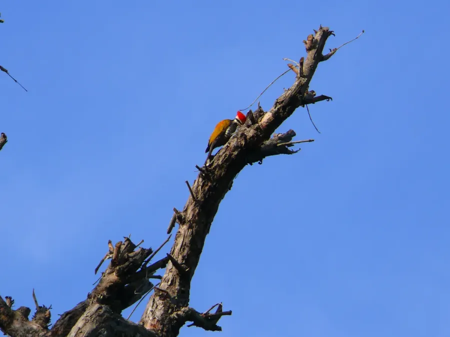 File:Himalayan Goldenback - Dinopium shorii Mar07 140.jpg