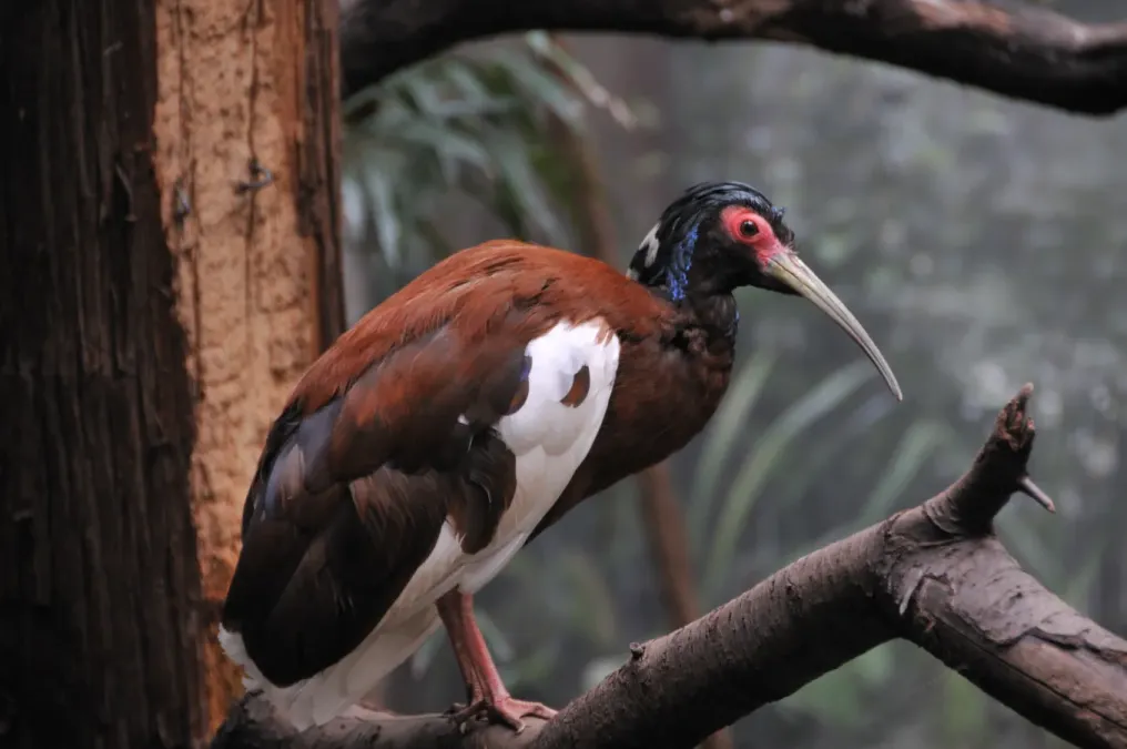 File:Lophotibis cristata -Bronx Zoo-8.jpg