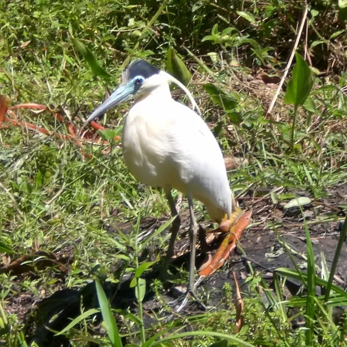File:Pilherodius pileatus -near pond-6.JPG