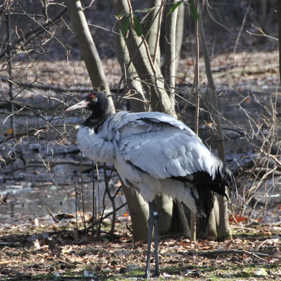 File:Grus nigricollis -Bronx Zoo-8-3c.jpg