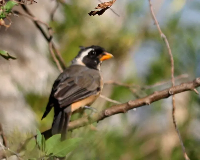 File:Saltator aurantiirostris -Argentina-3.jpg
