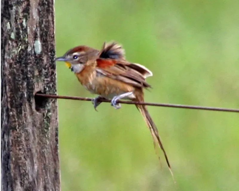 File:Schoeniophylax phryganophilus -Argentina-3.jpg