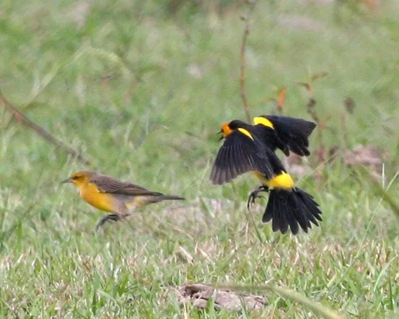 File:Xanthopsar flavus (pair) -Argentina-6.jpg