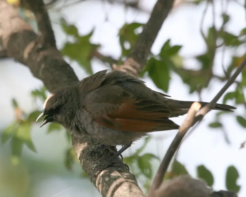 File:Agelaioides badius -Buenos Aires -Argentina-8.jpg
