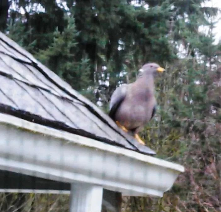 File:Band-tailed Pigeon (Patagioenas fasciata) on my roof - Flickr - brewbooks.jpg