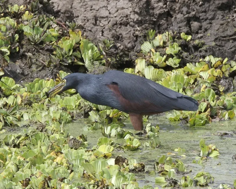 File:Rufous-bellied Heron (Ardeola rufiventris).jpg