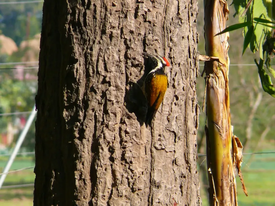 File:Black-rumped Flameback - Dinopium benghalense P1030123.jpg