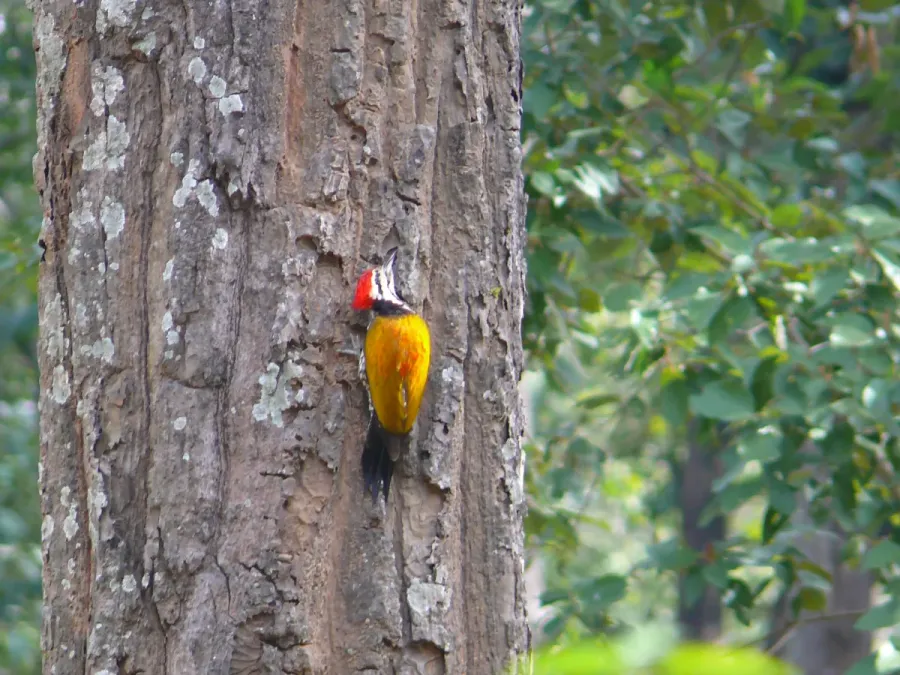 File:Himalayan Goldenback - Dinopium shorii P1030146.jpg