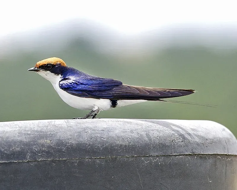 File:Wire-tailed swallow adult (Hirundo smithii).jpg