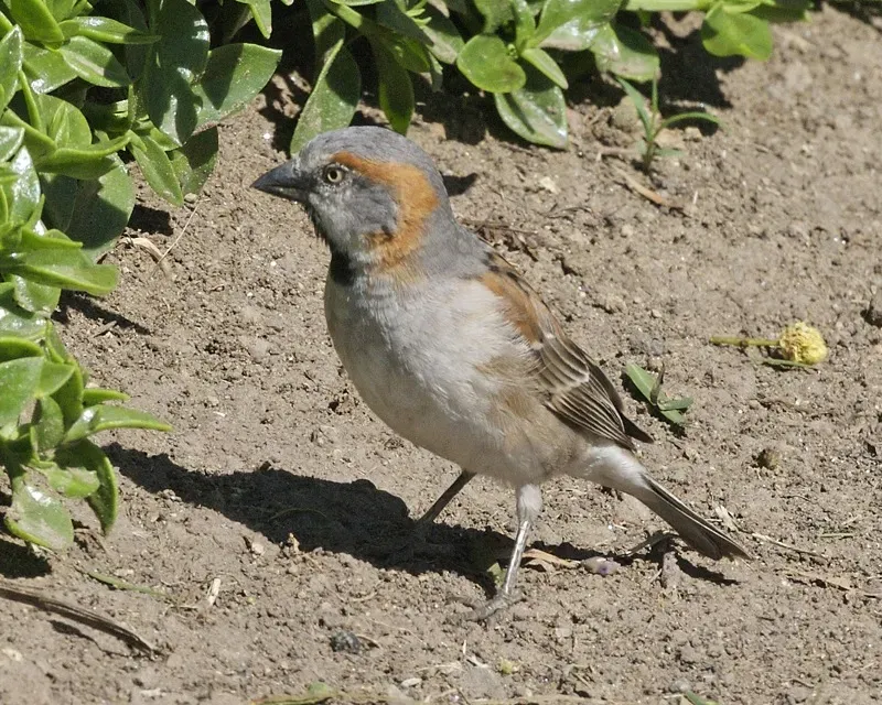 File:Kenya Rufous Sparrow (Passer rufocinctus rufocinctus).jpg