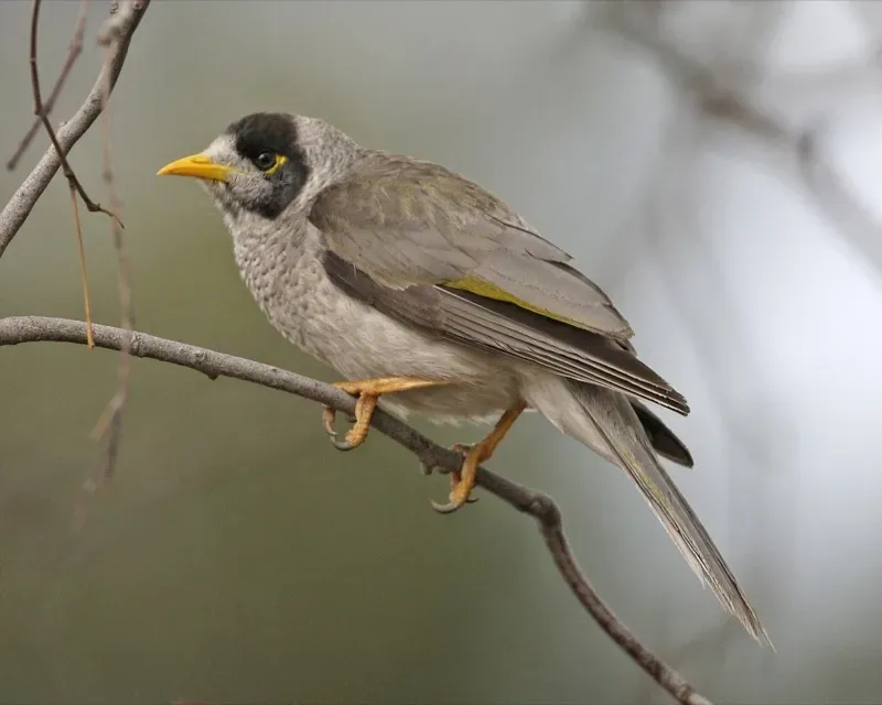 File:Noisy Miner (Manorina melanocephala).jpg