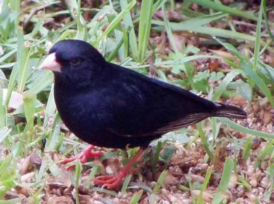 File:Male Variable Indigobird (Vidua funerea).jpg