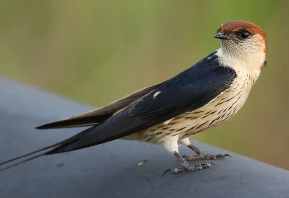 File:Greater Striped Swallow, Hirundo cucullata (syn. Cecropis cucullata), at Marievale Nature Reserve, Gauteng, South Africa (30419723721).jpg