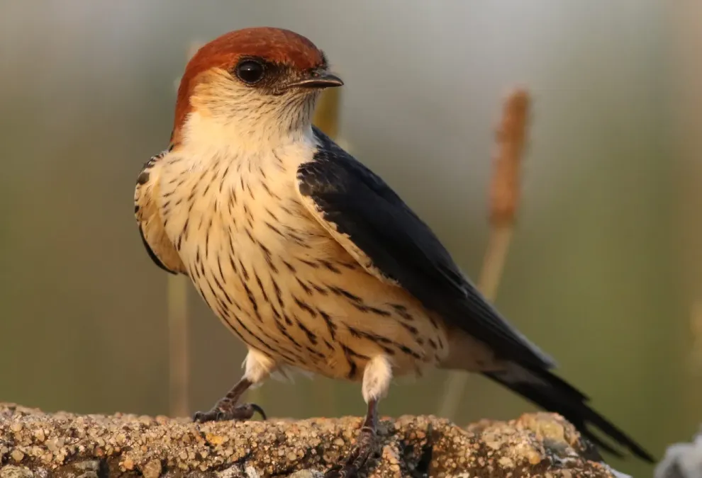 File:Greater Striped Swallow, Hirundo cucullata (syn. Cecropis cucullata), at Marievale Nature Reserve, Gauteng, South Africa (30506289005).jpg