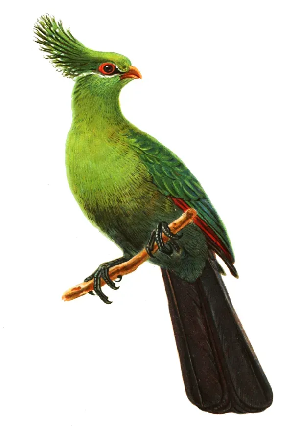 File:Tauraco schalowi Wytsman.jpg