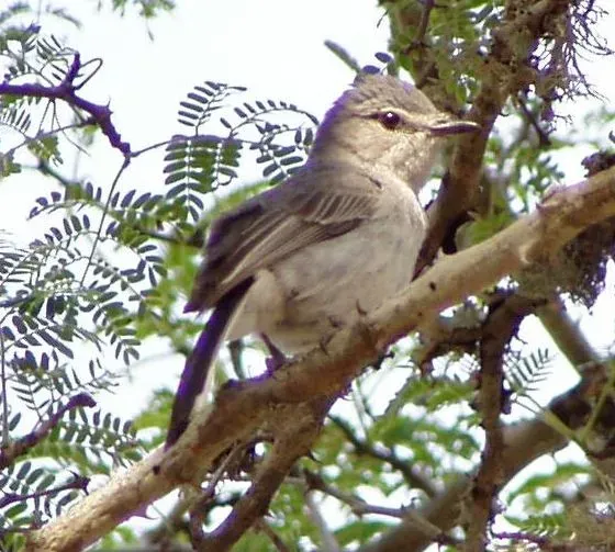 File:Grey Tit-Flycatcher (Fraseria plumbea), Mkhuze Game Reserve, South Africa.jpg