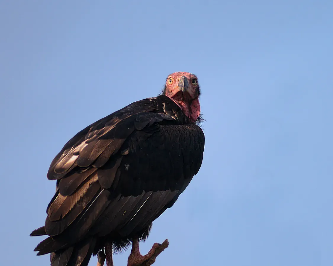 File:Red-headed Vulture Sarcogyps calvus, Bhopal, India.jpg