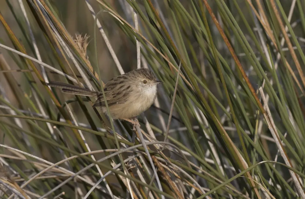 File:Prinia gracilis - Graceful prinia, Adana 2016 10 28 - 8.jpg