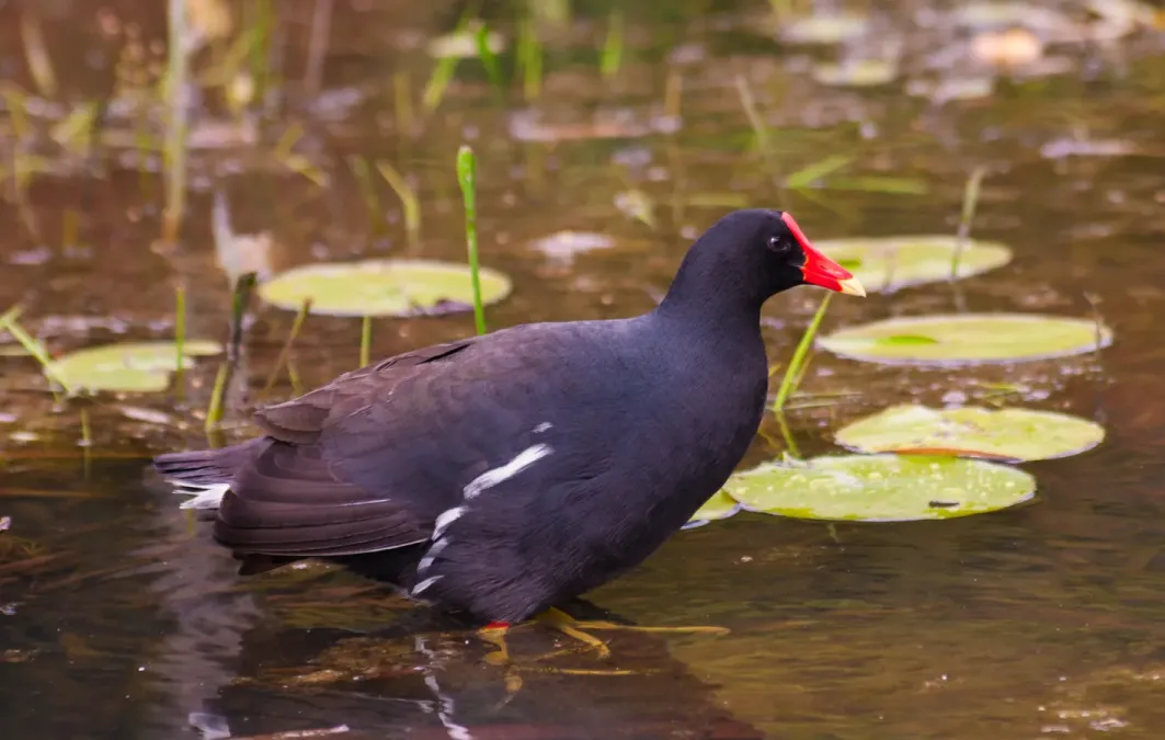 File:Gallinula galeata in Botanical Garden of São Paulo.jpg