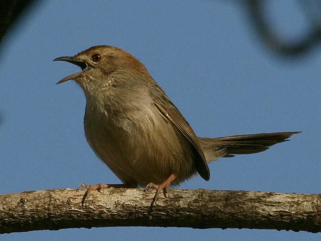 File:Rock-loving Cisticola (Cisticola aberrans minor).jpg
