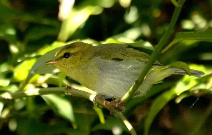 File:Yellow-Throated Woodland-Warbler (Phylloscopus ruficapilla).jpg
