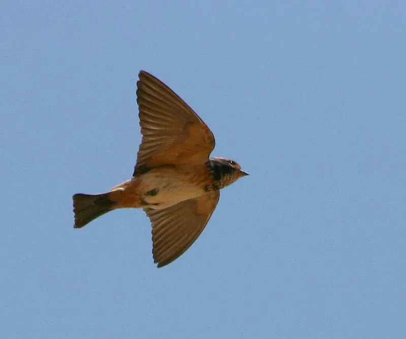 File:South African Swallow (Petrochelidon spilodera).jpg