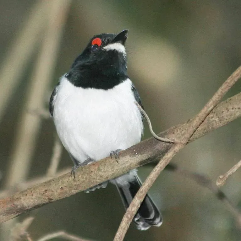File:Female Black-throated Wattle-eye (Platysteira peltata) front view.jpg