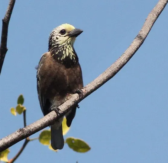 File:Stactolaema anchietae, Kuito, Birding Weto, a.jpg