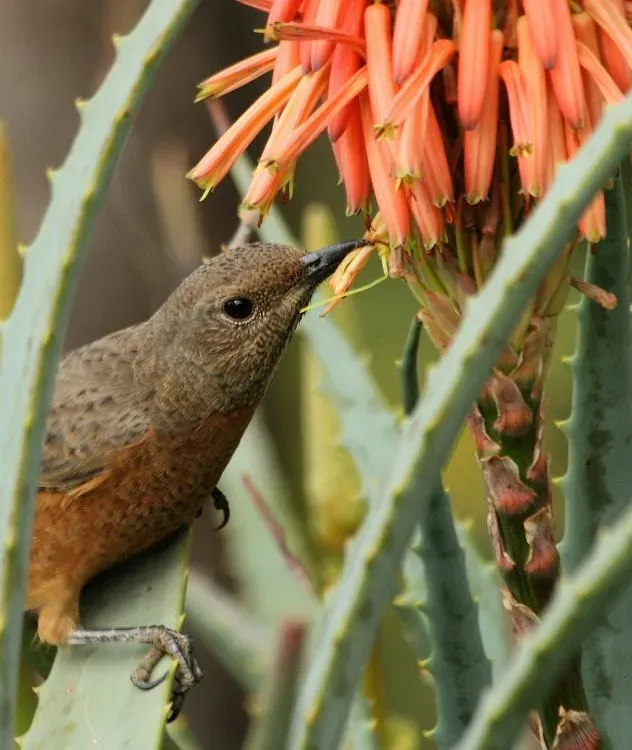 File:Female Cape Rock Thrush (Monticola rupestris).jpg