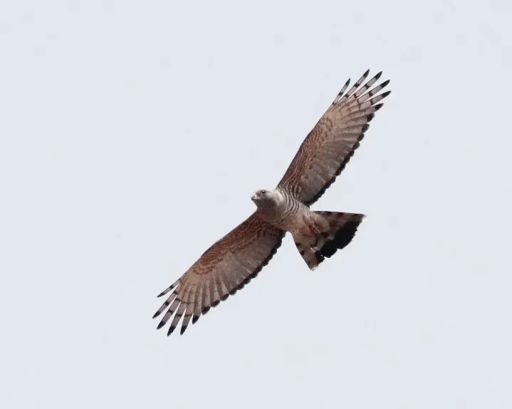 File:Aviceda cuculoides, Mahango-wildtuin, Birding Weto, a.jpg