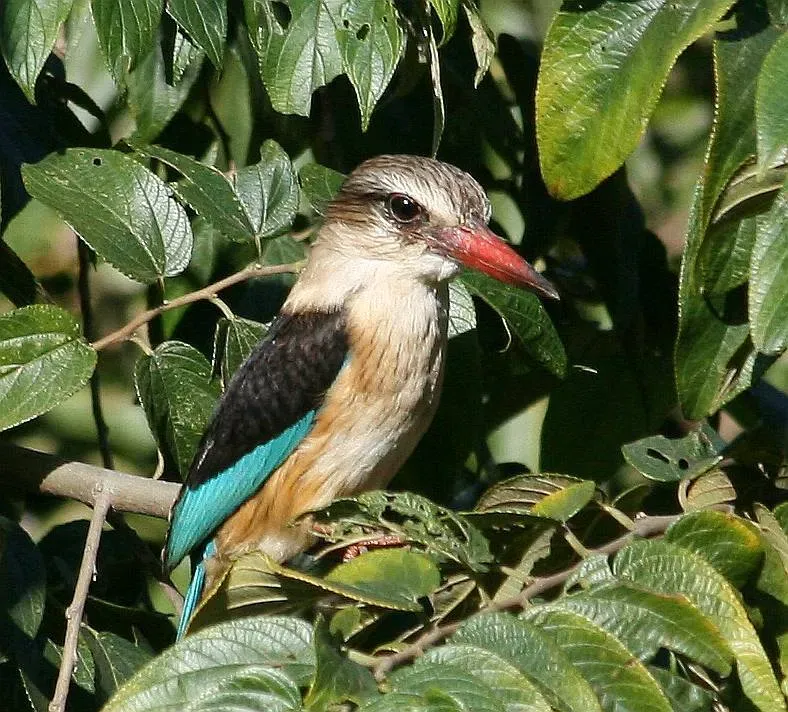 File:Male Brown-hooded Kingfisher (Halcyon albiventris) in Pigeonwood tree.jpg