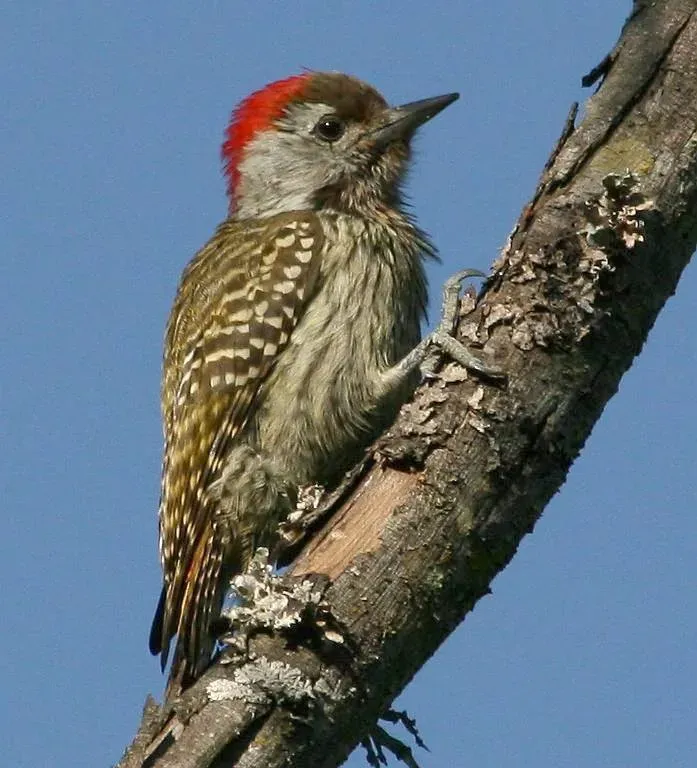 File:Male Cardinal Woodpecker (Dendropicos fuscescens).jpg
