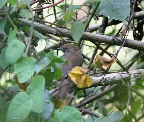 File:Bradypterus barratti priesti, Vumba, Birding Weto, a.jpg