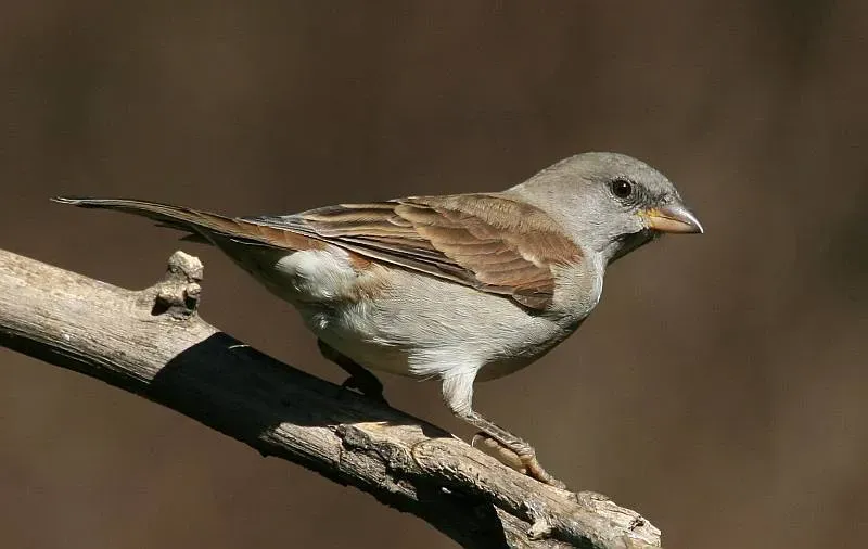 File:Southern Grey-headed Sparrow (Passer diffusus).jpg