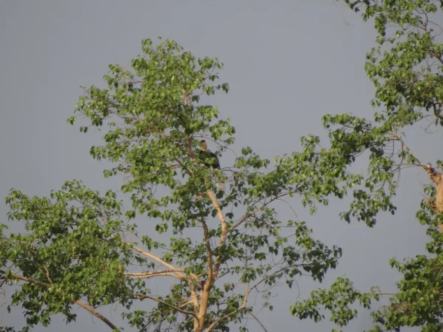 File:Great Hornbill - Buceros bicornis DSC02689.jpg
