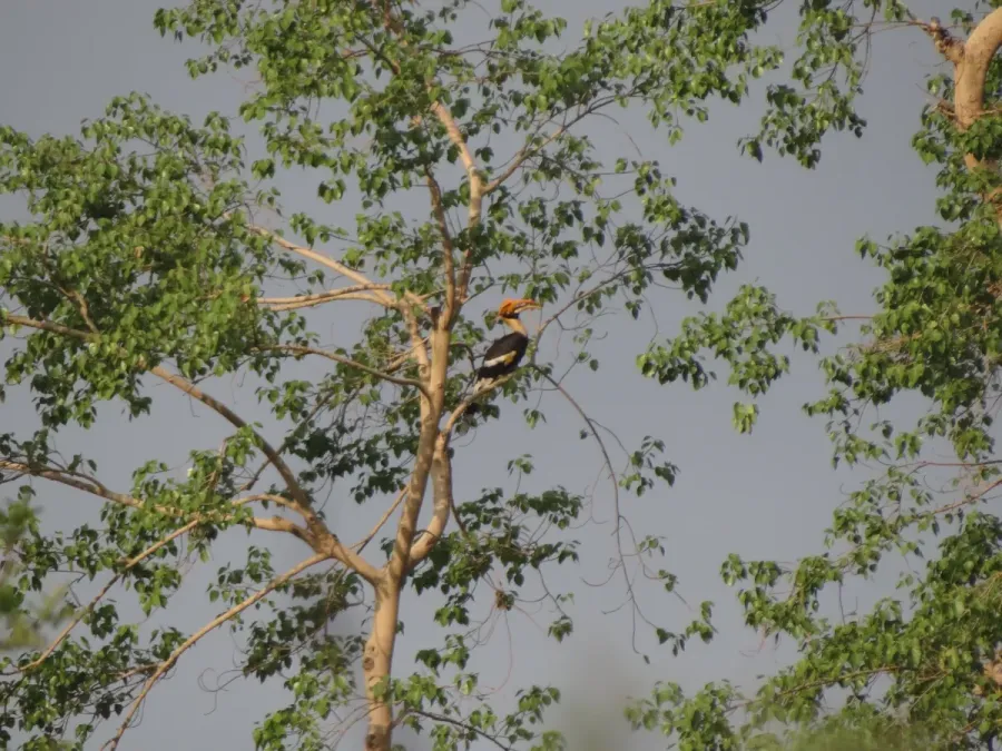 File:Great Hornbill - Buceros bicornis DSC02692.jpg