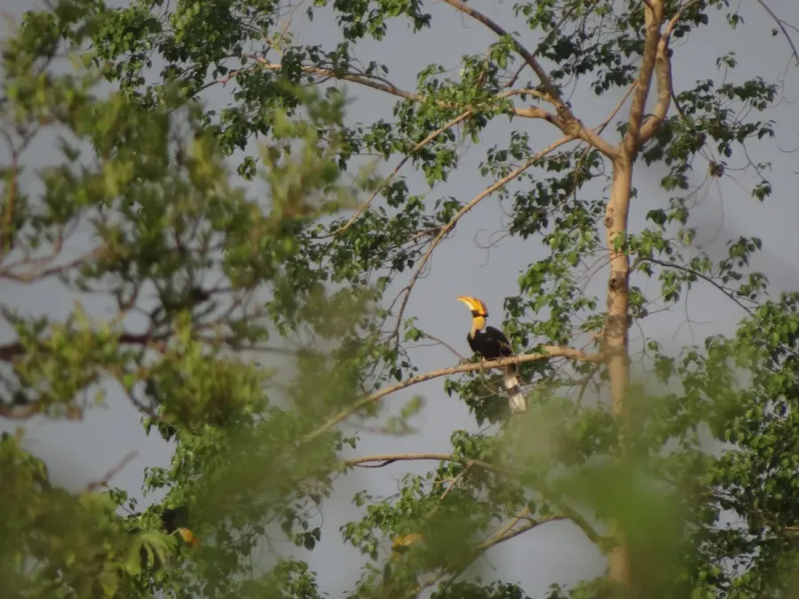 File:Great Hornbill - Buceros bicornis DSC02693.jpg