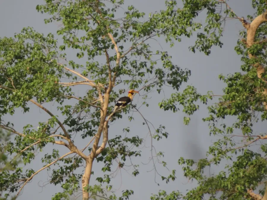 File:Great Hornbill - Buceros bicornis DSC02690.jpg