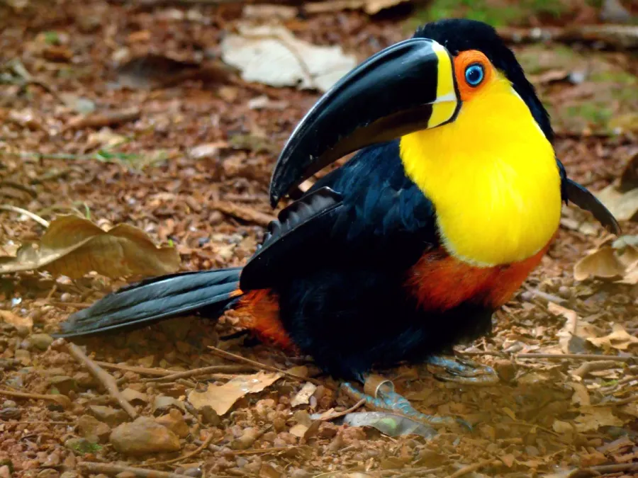 File:Ramphastos vitellinus -Brazil-8.jpg