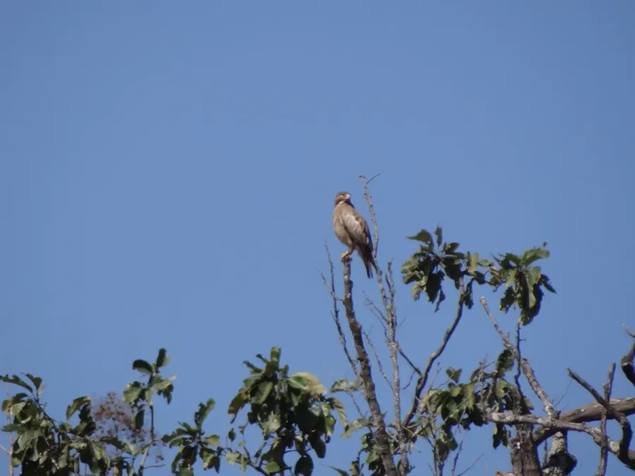 File:White-eyed Buzzard - Butastur teesa DSC05140.jpg