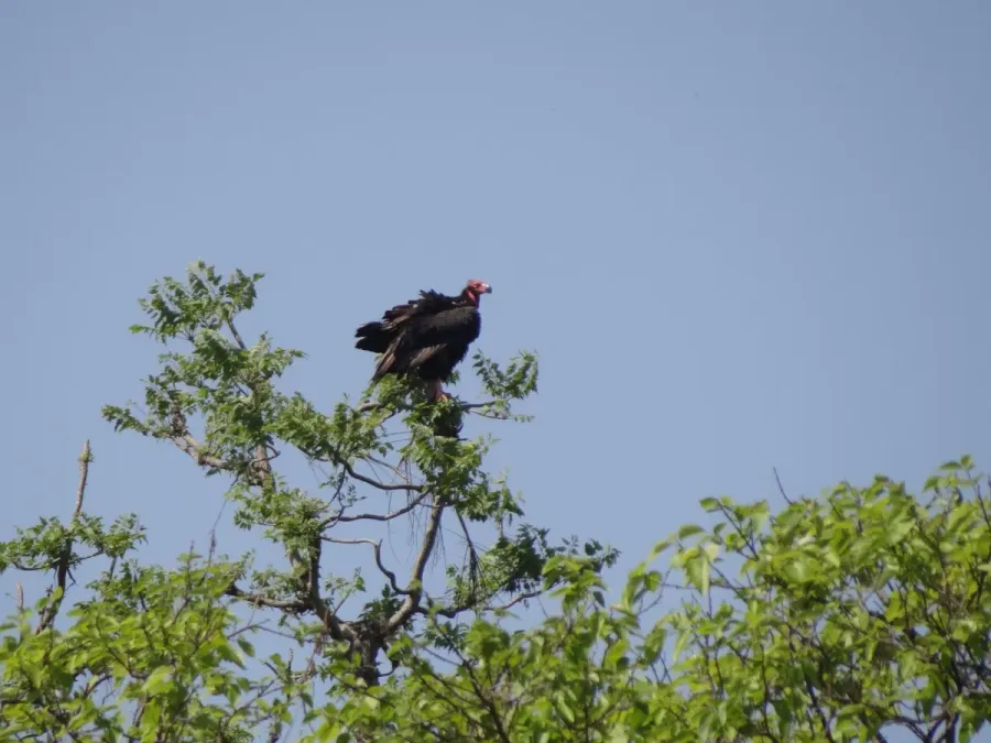 File:Red-headed Vulture - Sarcogyps calvus DSC05276.jpg