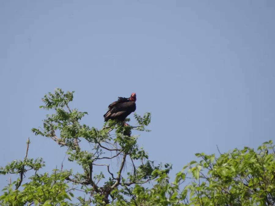 File:Red-headed Vulture - Sarcogyps calvus DSC05277.jpg