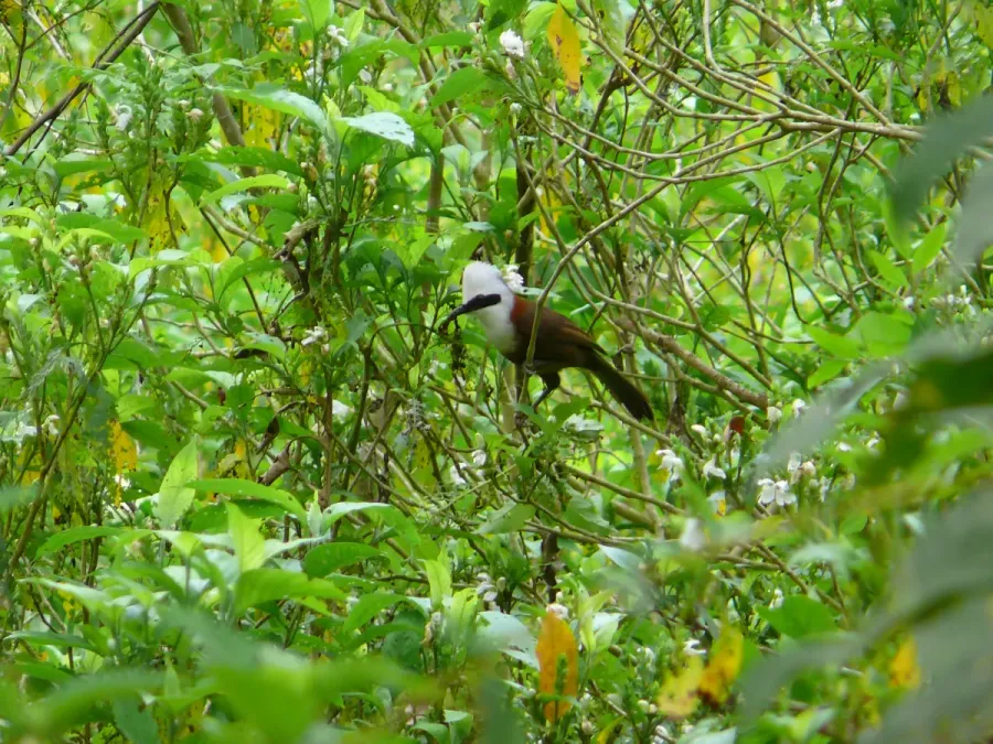 File:White-crested Laughingthrush - Garrulax leucolophus Apr07 001.jpg