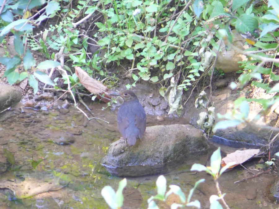 File:Long-billed Thrush - Zoothera monticola Apr07 100.jpg