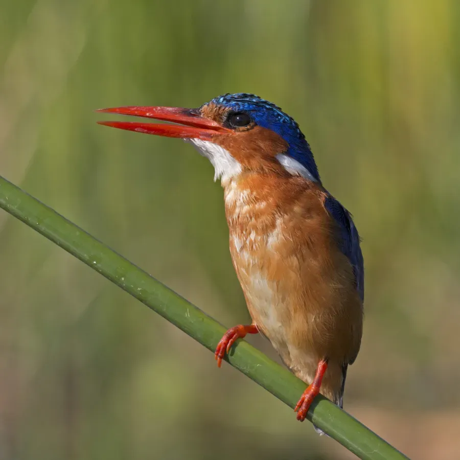 File:Malachite kingfisher (Corythornis cristatus cristatus).jpg