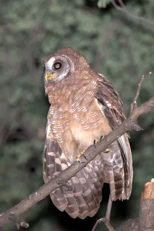 File:African Wood Owl (Strix woodfordii) perched on branch.jpg