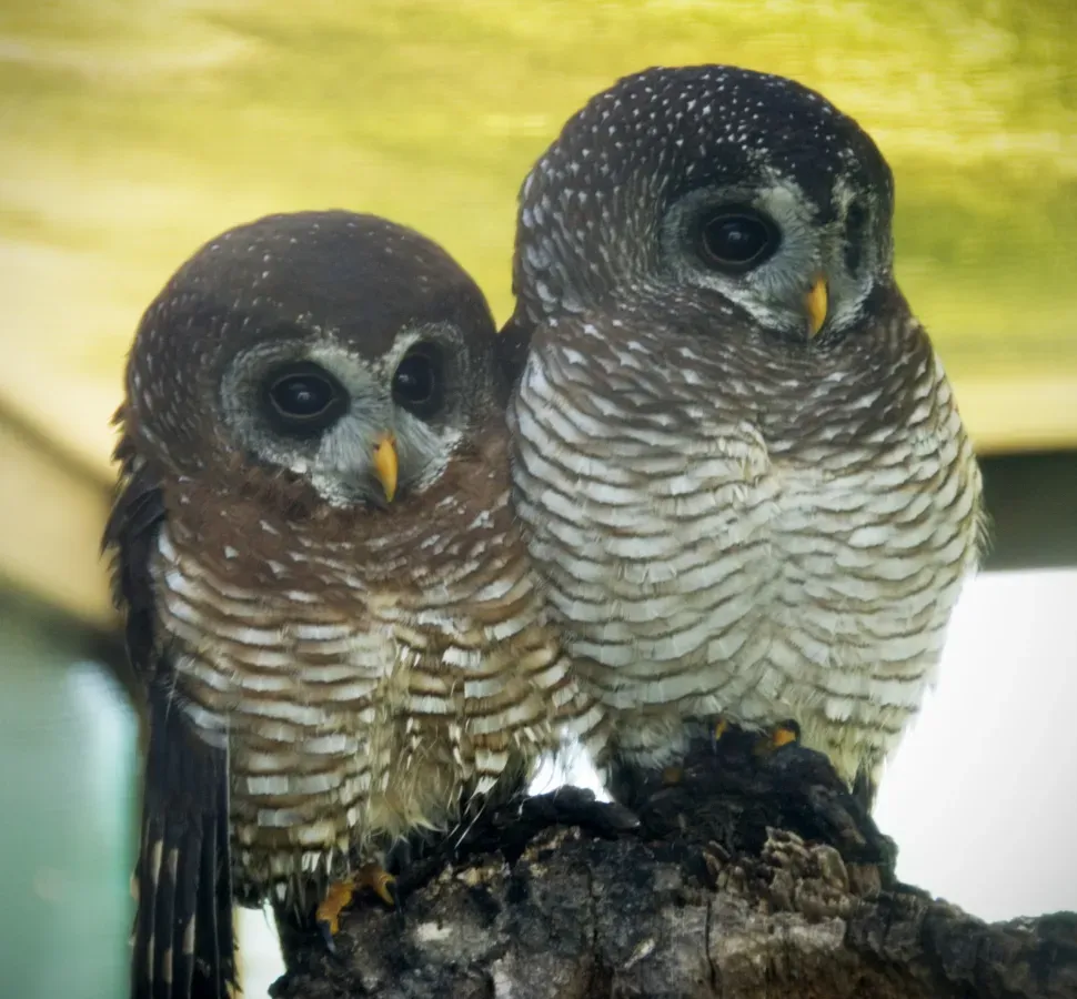 File:Two African Wood Owls (Strix woodfordii).jpg