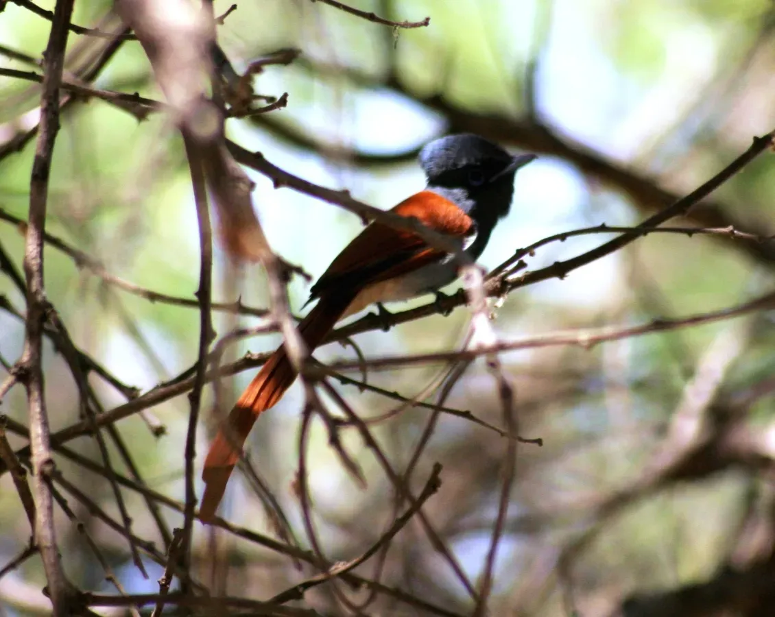 File:African Paradise Flycatcher (Terpsiphone viridis) in a tree.jpg